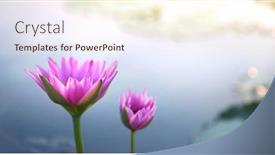  Presentation with lotus water - Presentation theme with pink-lotus-with-reflextion background and a cream colored foreground