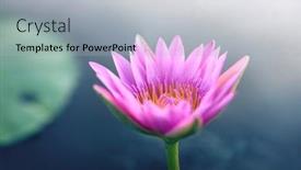  Presentation with lotus water - Slide set enhanced with pink-lotus-with-reflextion background and a light gray colored foreground