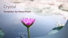  Presentation with lotus water - PPT layouts with pink-lotus-with-reflextion background and a lemonade colored foreground