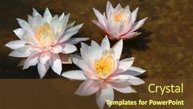  Presentation with lily lotus flower water - PPT layouts featuring pink-lotuses-bloom background and a  colored foreground