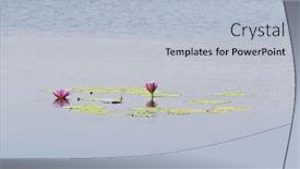  Presentation with pink lotus flower - Audience pleasing slides consisting of pink-magenta-flower-of-waterlily backdrop and a light blue colored foreground
