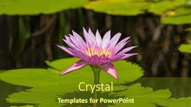  Presentation with pink lotus flower - Cool new PPT theme with pink-magenta-flower-of-waterlily backdrop and a tawny brown colored foreground