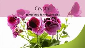  Presentation with magenta - PPT layouts enhanced with pink-magenta-purple-pelargonium-flower background and a coral colored foreground