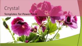  Presentation with magenta - PPT theme with pink-magenta-purple-pelargonium-flower background and a coral colored foreground