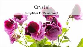  Presentation with magenta - Presentation theme enhanced with pink-magenta-purple-pelargonium-flower background and a white colored foreground