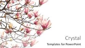  Presentation with magnolia - Slides with pink-magnolia-flower-in-garden background and a white colored foreground