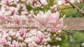  Presentation with magnolia - Presentation featuring pink-magnolia-flower-in-garden background and a coral colored foreground