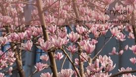  Presentation with magnolia - Slides consisting of pink-magnolia-flower-in-garden background and a coral colored foreground