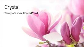  Presentation with pink white - Presentation featuring pink magnolia flower on white background and a white colored foreground