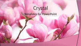  Presentation with pink white - Cool new presentation design with pink magnolia flower on white backdrop and a lemonade colored foreground