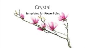  Presentation with magnolia - Presentation design with pink-magnolia-flower-spring-branch background and a white colored foreground