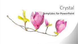  Presentation with magnolia - Theme enhanced with pink-magnolia-flower-spring-branch background and a white colored foreground