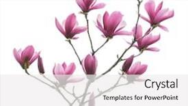  Presentation with pink petal flower animated - Slides with pink magnolia flowers isolated background and a white colored foreground