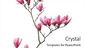  Presentation with magnolia - Theme featuring pink magnolia flowers isolated background and a white colored foreground