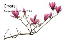  Presentation with magnolia - Cool new PPT theme with pink magnolia flowers isolated backdrop and a white colored foreground