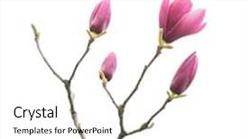  Presentation with magnolia - Slides enhanced with pink magnolia flowers isolated background and a white colored foreground