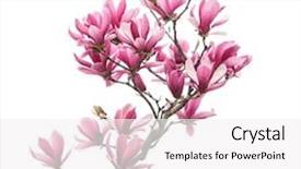  Presentation with magnolia - Amazing theme having pink magnolia flowers isolated backdrop and a white colored foreground