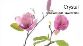  Presentation with magnolia - Audience pleasing slide set consisting of pink magnolia flowers isolated backdrop and a white colored foreground