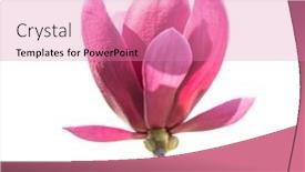  Presentation with pink and white roses - Slide deck enhanced with pink-magnolia-flowers-isolated background and a coral colored foreground