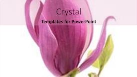  Presentation with magnolia - Audience pleasing PPT theme consisting of pink-magnolia-flowers-isolated backdrop and a coral colored foreground