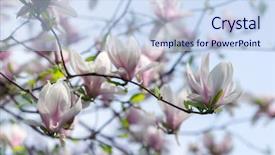 Presentation with pink flowers - Slide set consisting of pink magnolia flowers on spring background and a  colored foreground