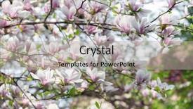  Presentation with pink flowers - Beautiful PPT layouts featuring pink magnolia flowers on spring backdrop and a  colored foreground