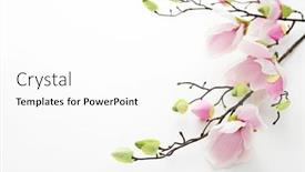  Presentation with magnolia - Audience pleasing slide deck consisting of pink-magnolia-flowers-on-white backdrop and a white colored foreground