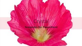  Presentation with pink white - Colorful slide deck enhanced with pink-mallow-flower-isolated backdrop and a red colored foreground