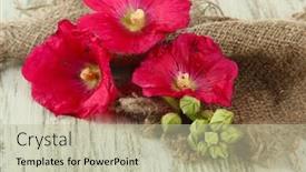  Presentation with pink flowers - Beautiful PPT theme featuring pink-mallow-flowers-on-wooden backdrop and a mint green colored foreground