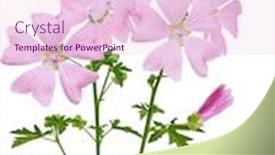  Presentation with pink white - Amazing slides having musc - pink malva moschata musk mallow backdrop and a lemonade colored foreground