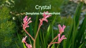  Presentation with kangaroo - Presentation with pink mauve flower of kangaroo background and a tawny brown colored foreground