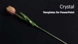  Presentation with pink pearl - Beautiful presentation featuring pink-mother-of-pearl-artificial backdrop and a black colored foreground