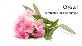  Presentation with pink white - Theme featuring pink oleander flower on isolated white background background and a white colored foreground