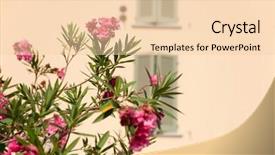  Presentation with windows - Audience pleasing PPT layouts consisting of pink oleander plant in italy with windows in the yellow wall backdrop and a lemonade colored foreground