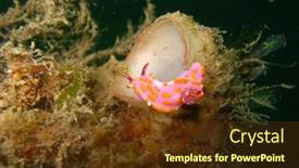  Presentation with pink white - Colorful slide set enhanced with pink-orange-red-and-white backdrop and a tawny brown colored foreground