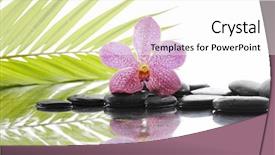  Presentation with pink green - Colorful presentation theme enhanced with pink orchid and black stones backdrop and a  colored foreground