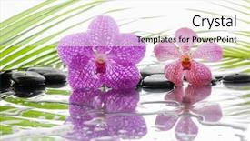  Presentation with pink green - Audience pleasing PPT theme consisting of pink orchid and wet black stones with green leaf backdrop and a white colored foreground