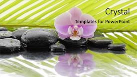 Presentation with pink green - PPT theme enhanced with pink orchid and wet black stones with green leaf background and a yellow colored foreground