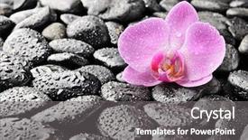  Presentation with purple orchids pink flowers orchid - PPT layouts having pink orchid and zen stones background and a  colored foreground