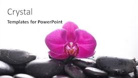  Presentation with pink black - Colorful PPT layouts enhanced with pink-orchid-close-up backdrop and a white colored foreground
