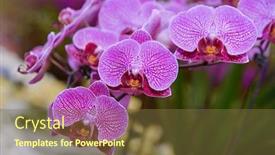  Presentation with bloom - Cool new slide set with pink-orchid-flower-bloom backdrop and a tawny brown colored foreground