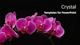  Presentation with pink-black - Beautiful theme featuring pink-orchid-flower-branch-bloom backdrop and a black colored foreground