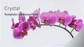  Presentation with bloom - PPT theme featuring pink-orchid-flower-branch-bloom background and a white colored foreground
