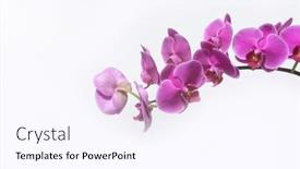  Presentation with bloom - PPT theme enhanced with pink-orchid-flower-branch-bloom background and a pink colored foreground