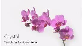  Presentation with bloom - Cool new slide set with pink-orchid-flower-branch-bloom backdrop and a sky blue colored foreground