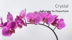  Presentation with bloom - Amazing theme having pink-orchid-flower-branch-bloom backdrop and a white colored foreground
