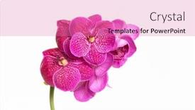  Presentation with pink white - Slides enhanced with pink-orchid-flower-branch-bloom background and a  colored foreground