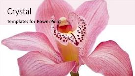  Presentation with pink white - Amazing PPT theme having pink orchid flower close up backdrop and a lemonade colored foreground