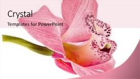  Presentation with orchid - Theme with pink orchid flower head close background and a coral colored foreground