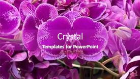  Presentation with pink beauty - Presentation theme having pink-orchid-flower-in-garden background and a  colored foreground